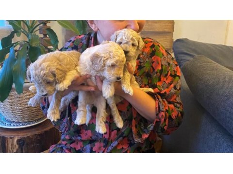 Toy poodle