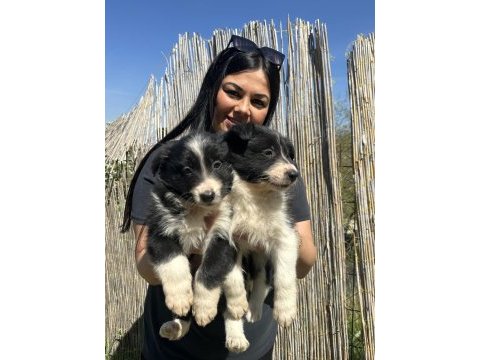 Uzun tüy border collie yavrularım