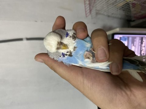 Takım jumbo muhabbet kuşu uyguna