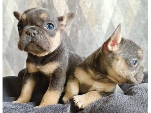 Güzeller güzeli lilac and tan 3 aylık french yavrularımız