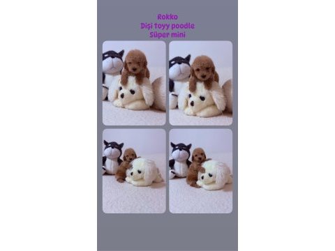 Toy poodle yavrular aşılı sağlıklı