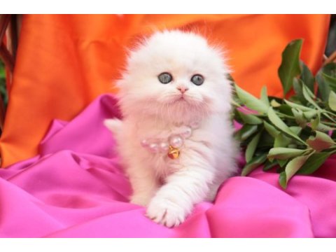 British longhair minnaklarım
