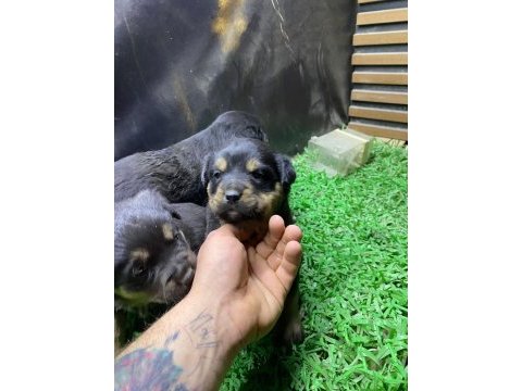 Rottweiler yavrularımız son 2 dişi