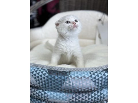 2 aylık scottish fold dişi
