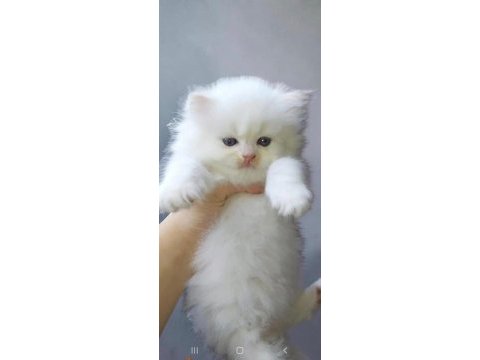 Show kalite safkan british longhair yavrular