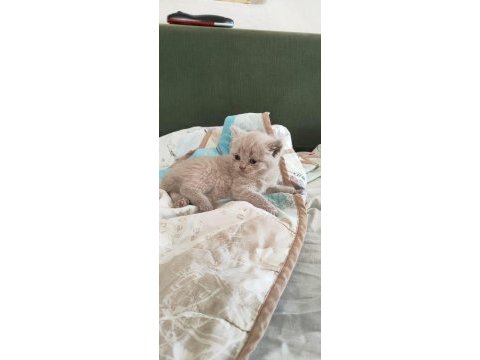 British shorthair minnoşumuz