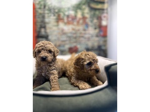 Birbirinden güzel maltipoo yavrularımız @petclubadana
