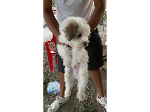 Malta terrier tam evcil 2 aylık