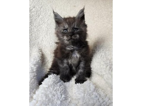 Black smoke erkek üst kaliteli maine coon
