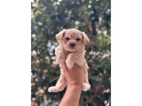 2 aylık yavru maltipoo