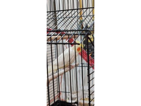 Sultan papağanı 8 aylık