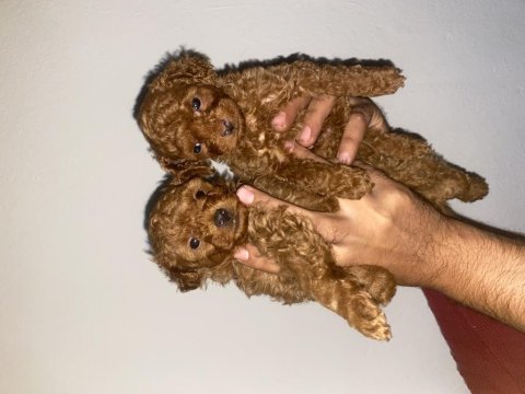 A class toy poodle bebekler