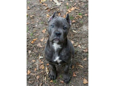 Orjinal cane corso blue yavrumuz 