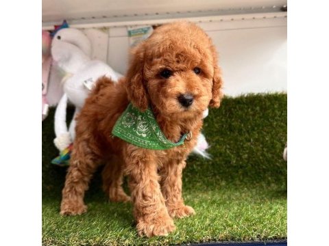 Sevimli toy poodle yavrularımız