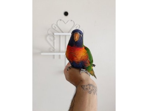 Full evcil 5 aylık gökkuşağı lori
