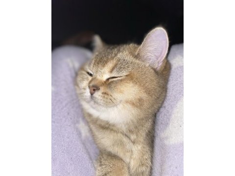 British shorthair tarçın yeni sahibini arıyor
