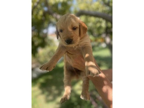 Safkan golden retriever yavrularımız