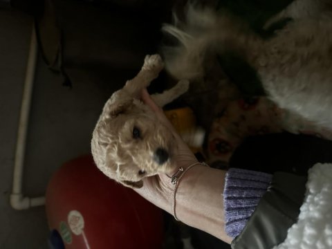 Poodle yeni ailesini arıyor
