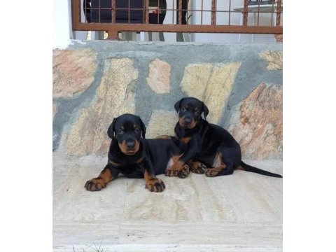 Doberman yavrular