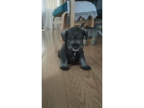 Muhteşem schnauzer yavrular