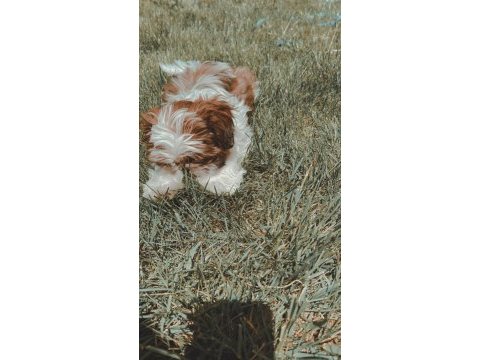 Irk sağlık garantili kimlikli bebek shih tzu