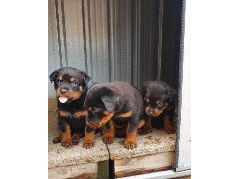 Rottweiler puppies