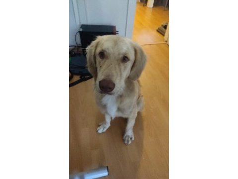 Çok acil 1 yaşında golden retriever
