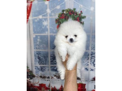 Pomeranian boo köpeği