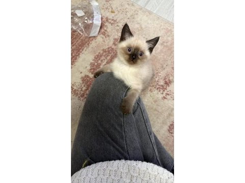 Nadir bulunan siyam kedisi yavrularımız