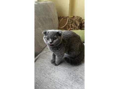 4 aylık british shorthair kırık kulak dişi