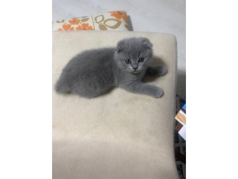 Scottish fold yavrular