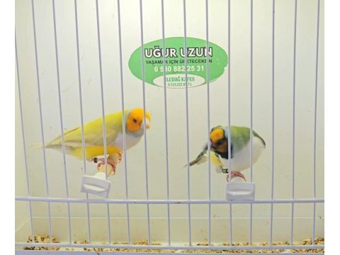 Şampiyondan üst seviye jumbo gouldian finch ispinoz