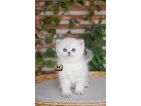 British shorthair prenses 