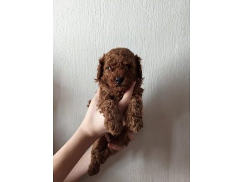 Ev ortamında bakılan kendi köpeğimizin yavrularıdır