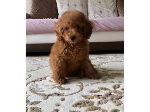 Sağlık ve ırk garantili sevimli maltipoo yavrular