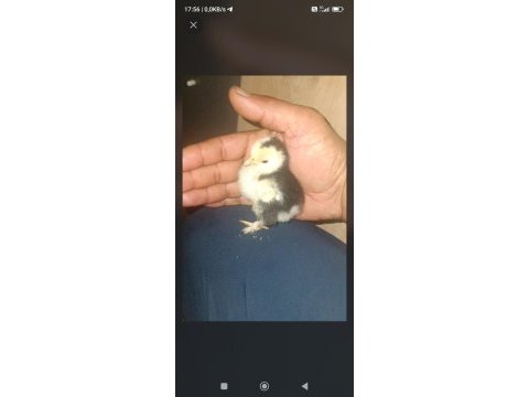 Bakımlı ve 8 yavrulu cüce koşin