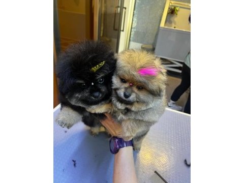 Pomeranian boo 55 günlük