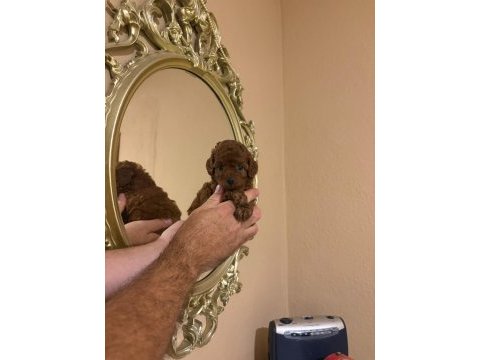 Orjinal kore poodle