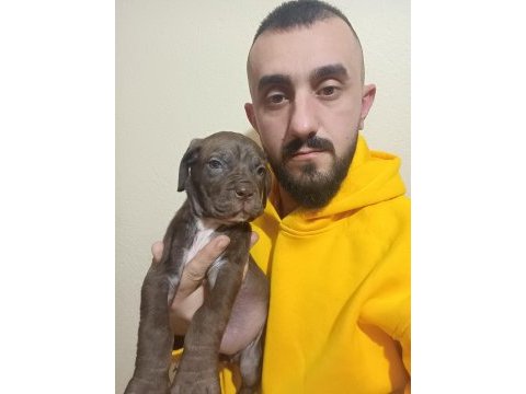 Cane corso yavrularımız ırk garantili