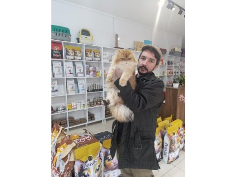 Show kalite orange british longhair ny12