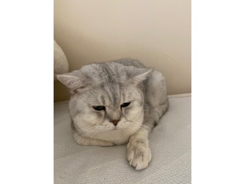 40 günlük yavrular scottish fold dişi straight erkek