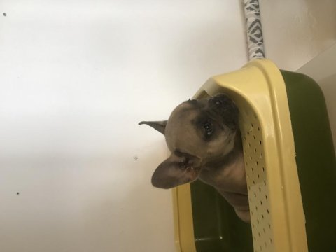 İki aylık erkek dişi french bulldog