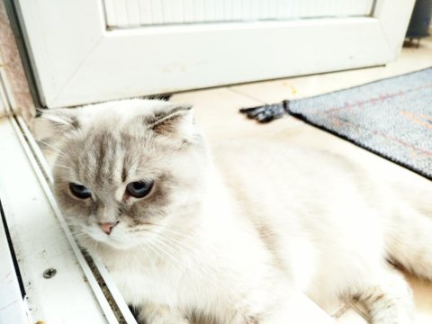 Scottish fold 3 yaşında
