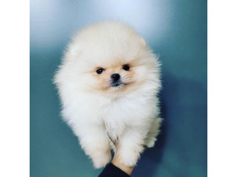 Pomeranian boo yavruları