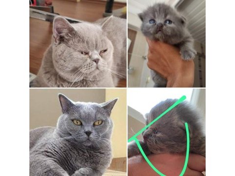 British longhair oğlumuzu acil sahiplendiriyoruz