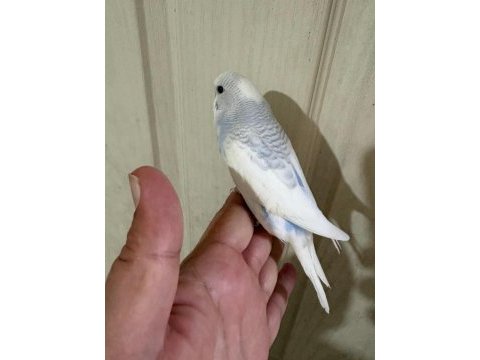 30 günlük renk güzeli erkek bebek muhabbet kuşu