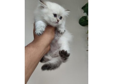 British longhair 50 günlük