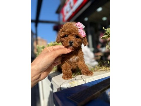 Aşılı toy poodle yavrularımız kampanya