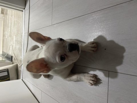 Oyuncul french bulldog