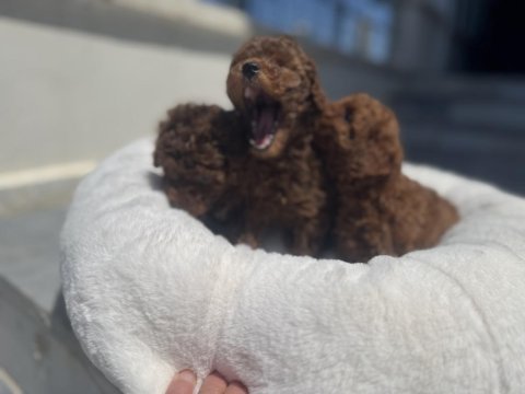 Ankarada ziyarete açık toy poodle yavrularımız